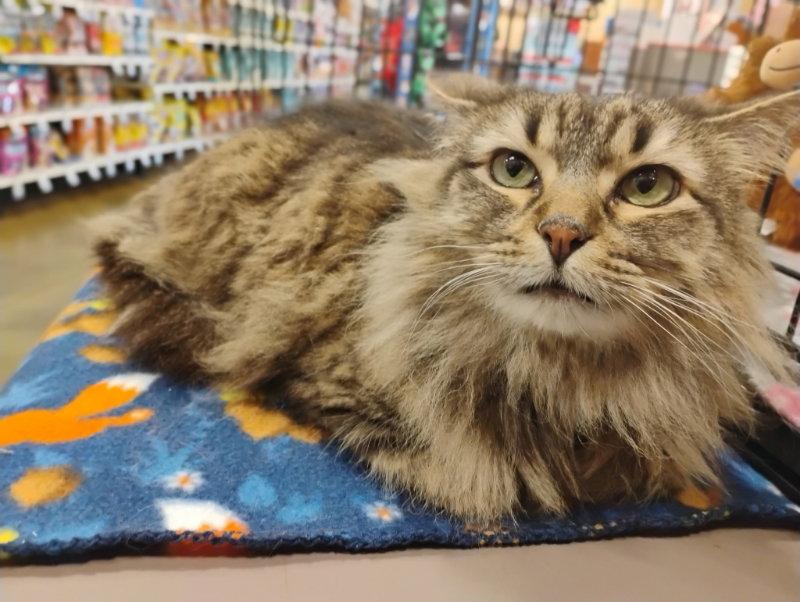 Sienna, Adoptable, Young Female Domestic Long Hair.
