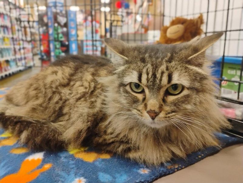 Enlarge Sienna, a Adoptable Domestic Long Hair in Niles, MI image 2/3
