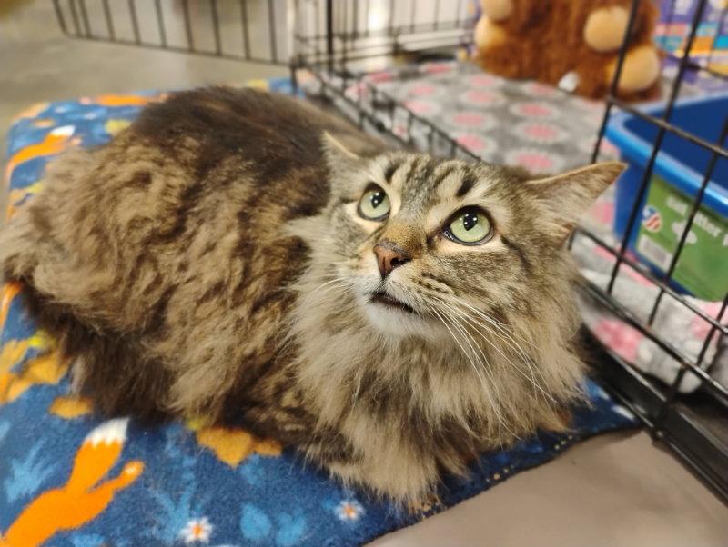 Enlarge Sienna, a Adoptable Domestic Long Hair in Niles, MI image 3/3