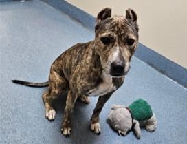 Enlarge Nova, a Adoptable Pit Bull Terrier in Suffolk, VA image 1/2