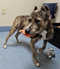 Enlarge Nova, a Adoptable Pit Bull Terrier in Suffolk, VA image 2/2