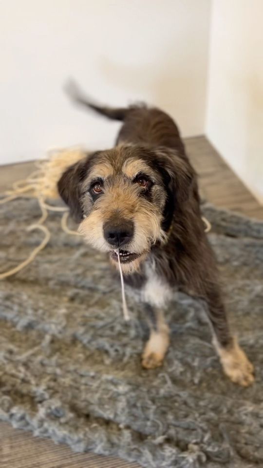 Benji *READ ENTIRE DESCRIPTION*, a Adoptable mixed breed in Spokane, WA image 6/6