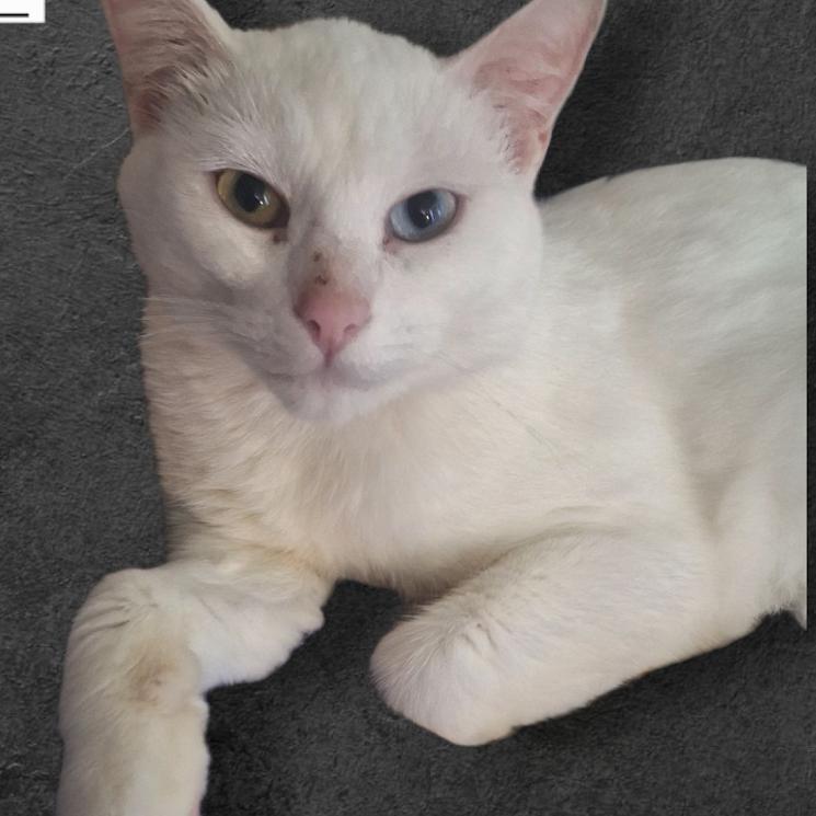 Enlarge Sal, a Adoptable mixed breed in Grand Rapids, MN image 1/4