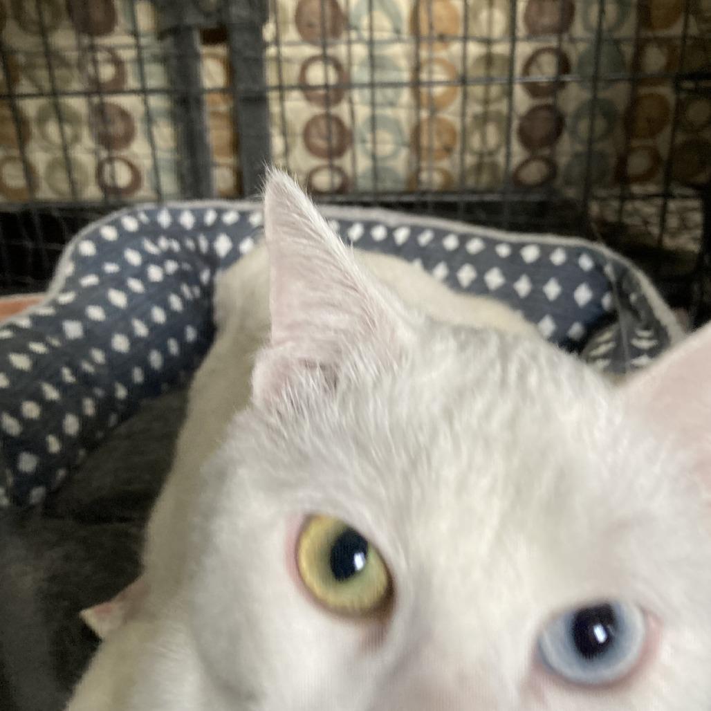 Enlarge Sal, a Adoptable mixed breed in Grand Rapids, MN image 2/4