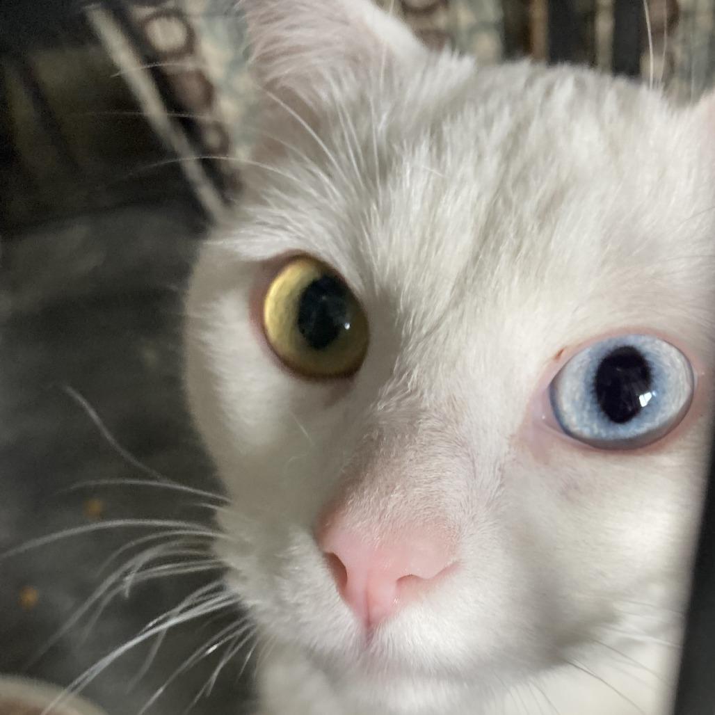 Enlarge Sal, a Adoptable mixed breed in Grand Rapids, MN image 3/4