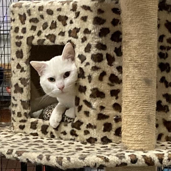 Enlarge Sal, a Adoptable mixed breed in Grand Rapids, MN image 4/4