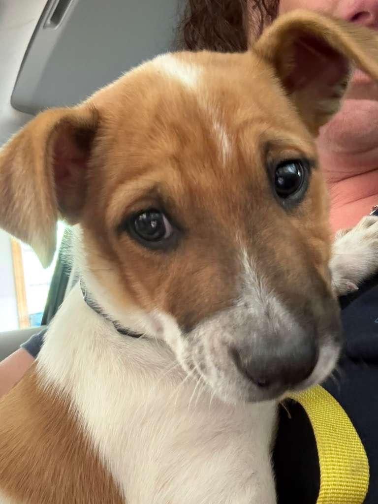 Enlarge Mr. Mochi, an adopted mixed breed in Manhasset, NY image 2/6