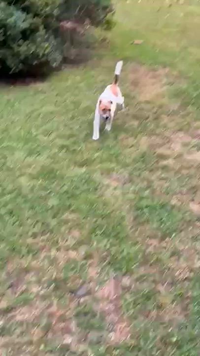 Enlarge Mr. Mochi, an adopted mixed breed in Manhasset, NY video 5/6