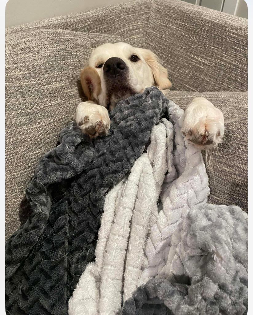 Scout, Adopted, Adult Female Golden Retriever.