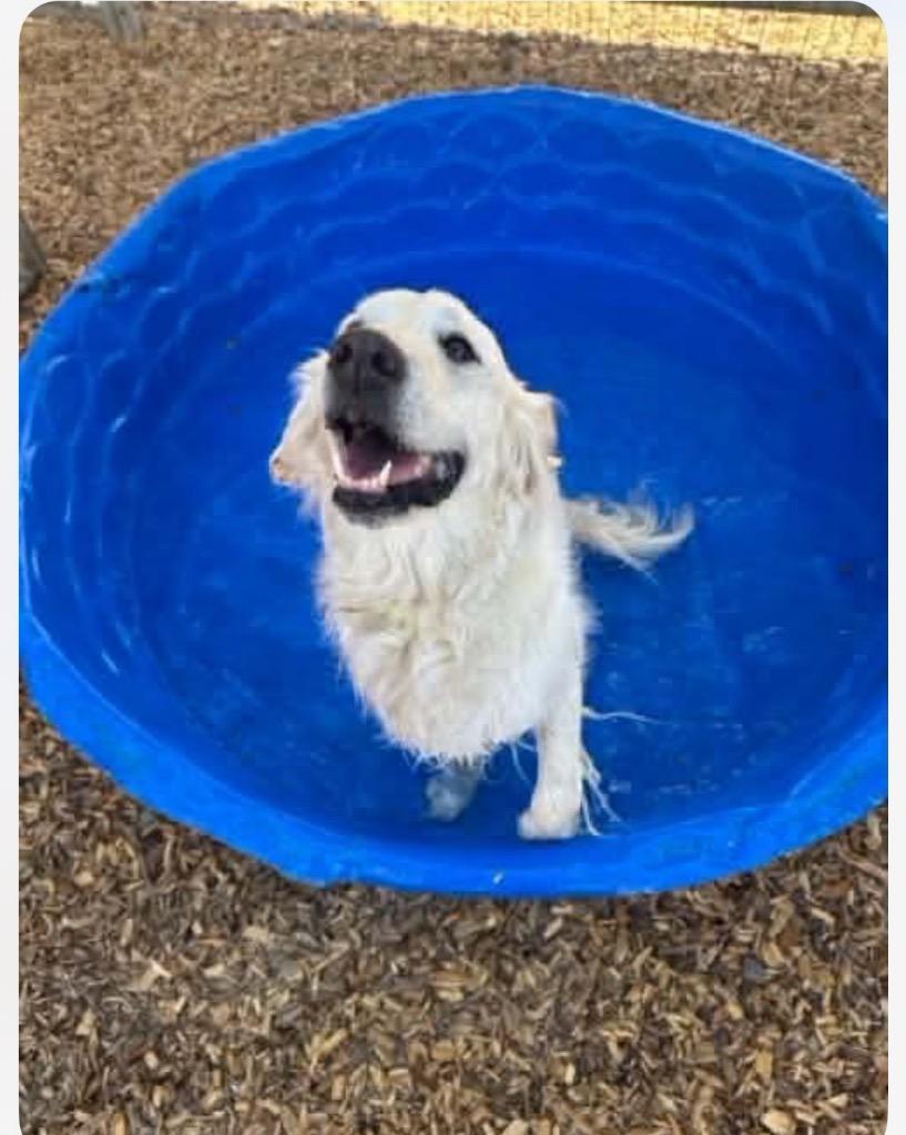 Scout, a Adopted Golden Retriever in Heber City, UT image 2/2