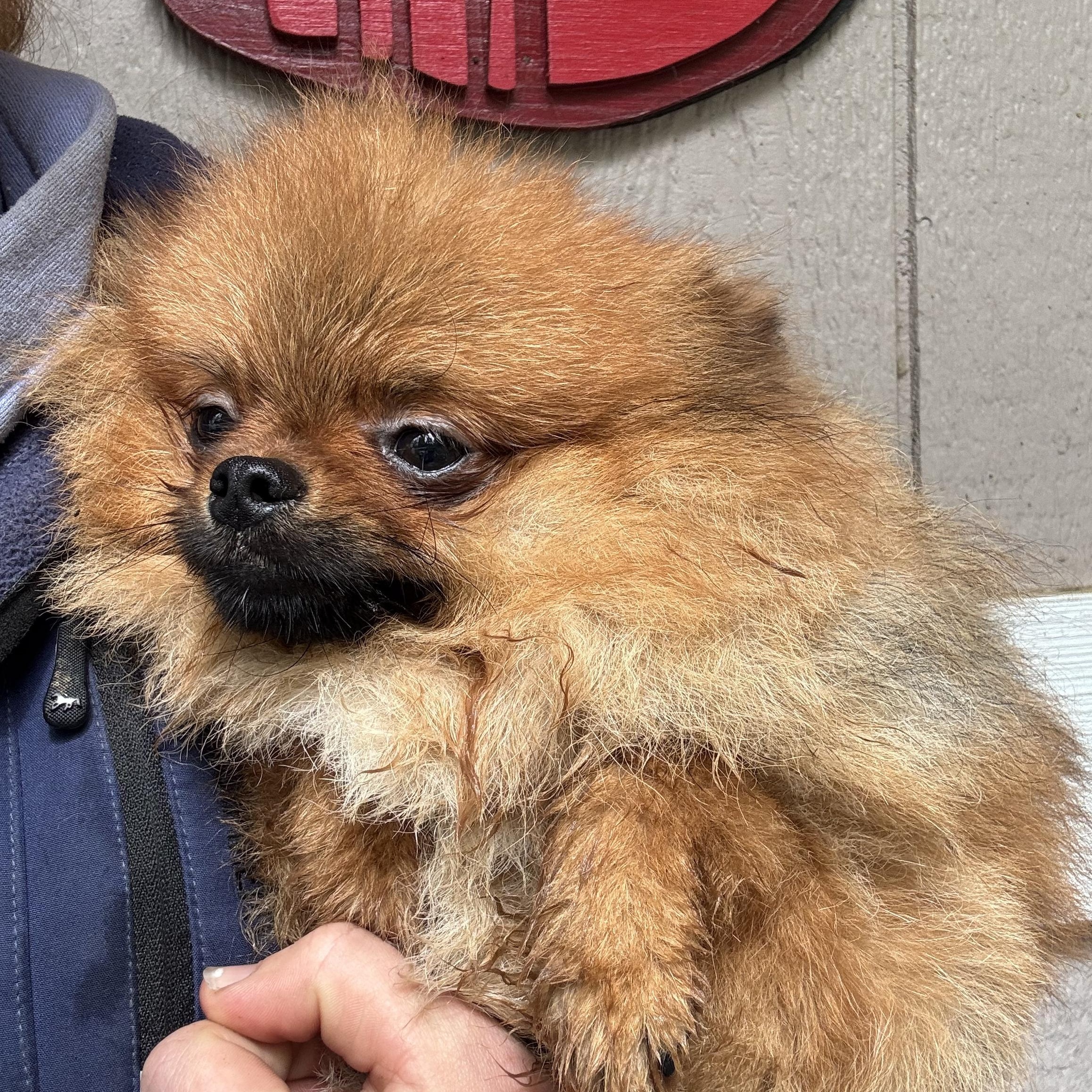 Enlarge Simien, a Adoptable Pomeranian in Seattle, WA image 3/4