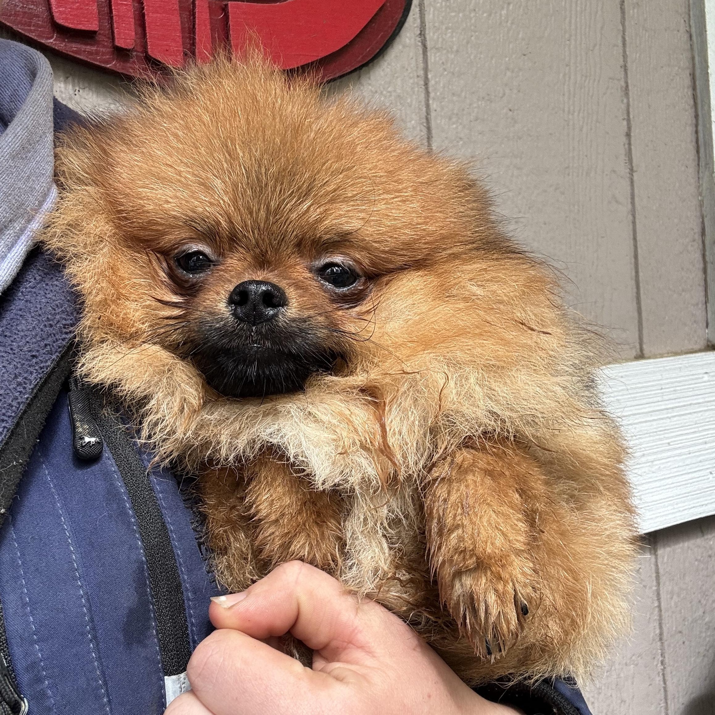 Enlarge Simien, a Adoptable Pomeranian in Seattle, WA image 4/4