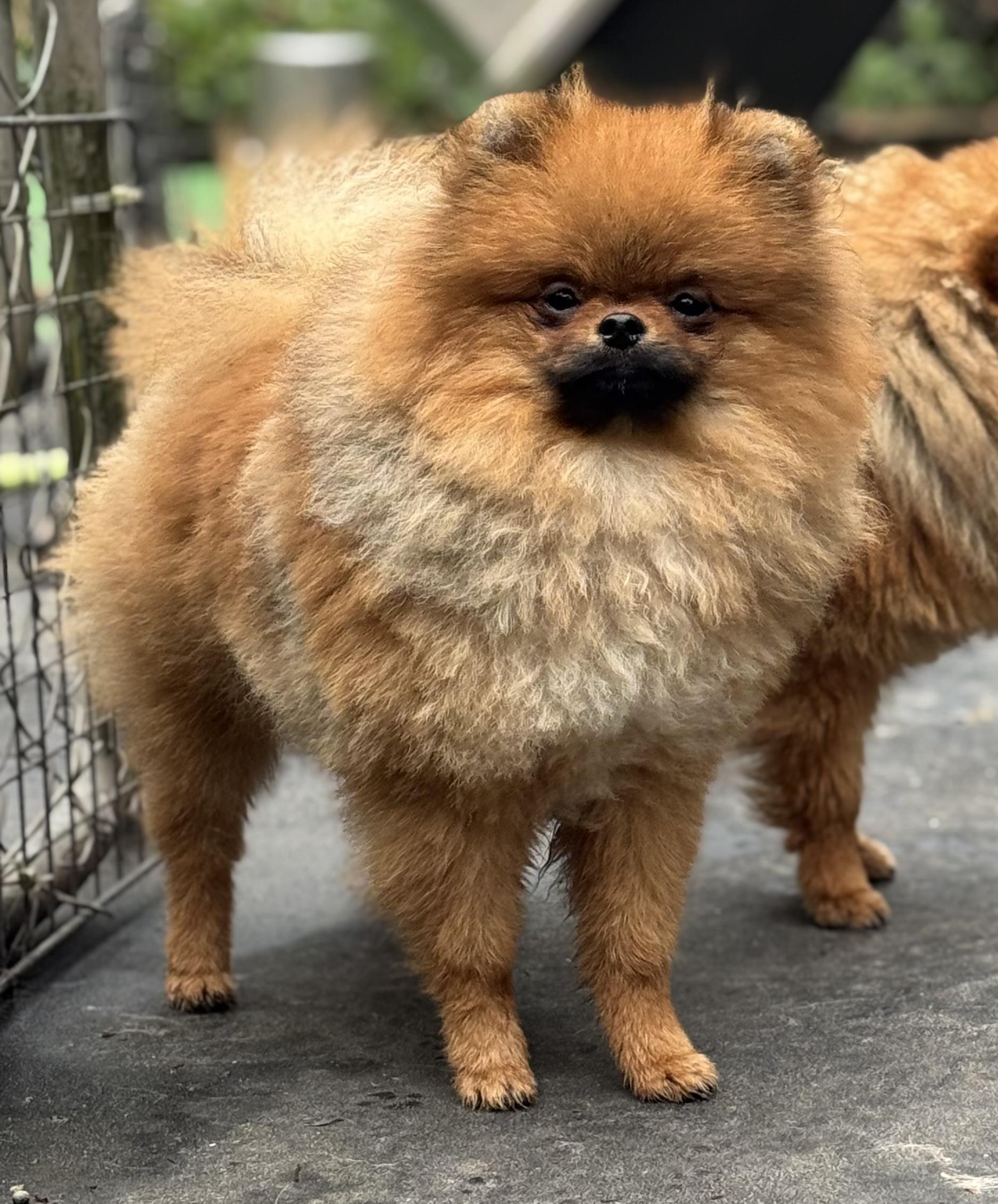Enlarge Simien, a Adoptable Pomeranian in Seattle, WA image 2/4