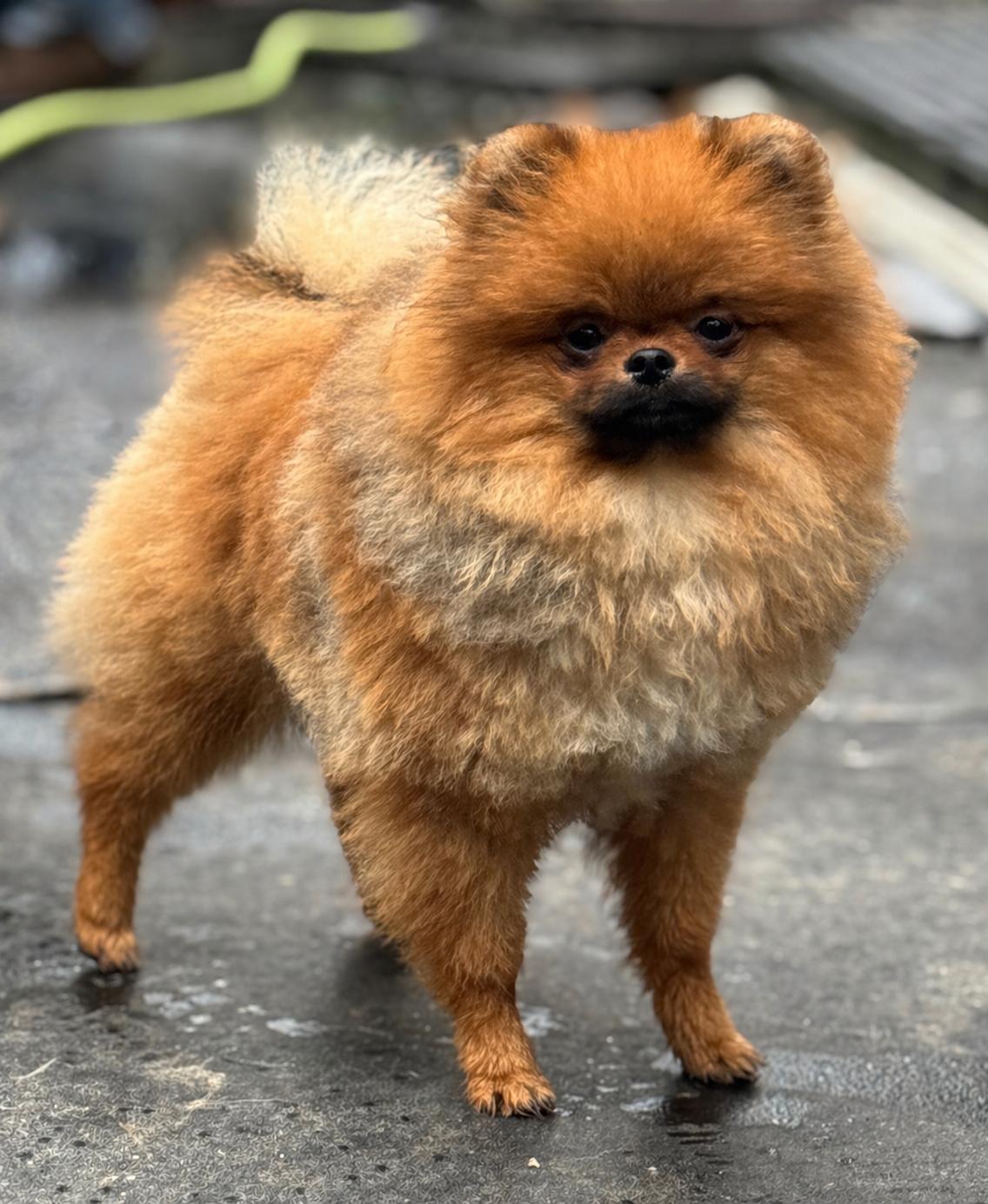 Simien, Adoptable, Puppy Male Pomeranian.