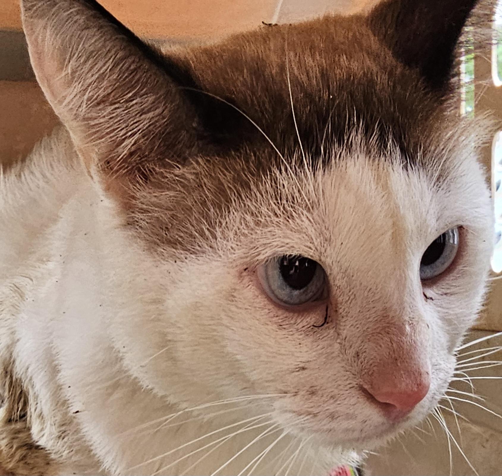 Suzzy Q, adopted, Kitten Male Siamese & Snowshoe.