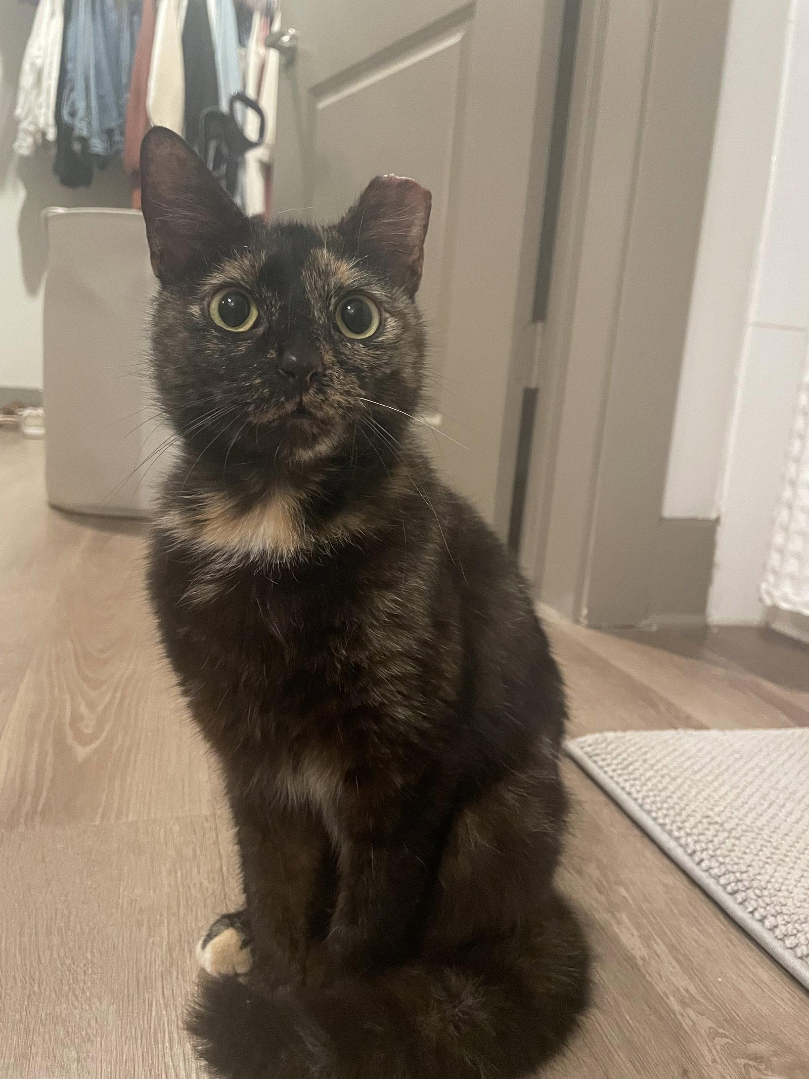 Enlarge Melody, a Adoptable Tortoiseshell in Charleston, SC image 1/3