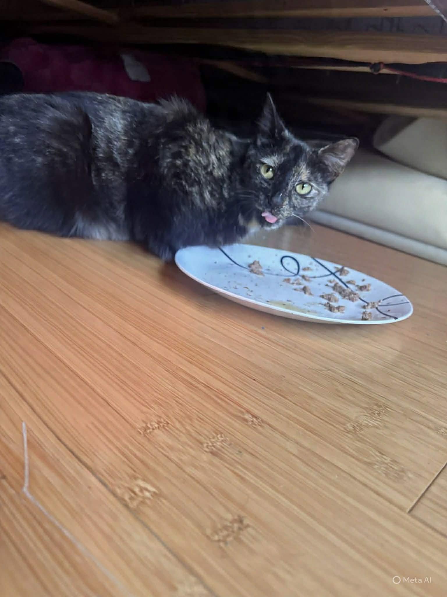 Enlarge Melody, a Adoptable Tortoiseshell in Charleston, SC image 2/3
