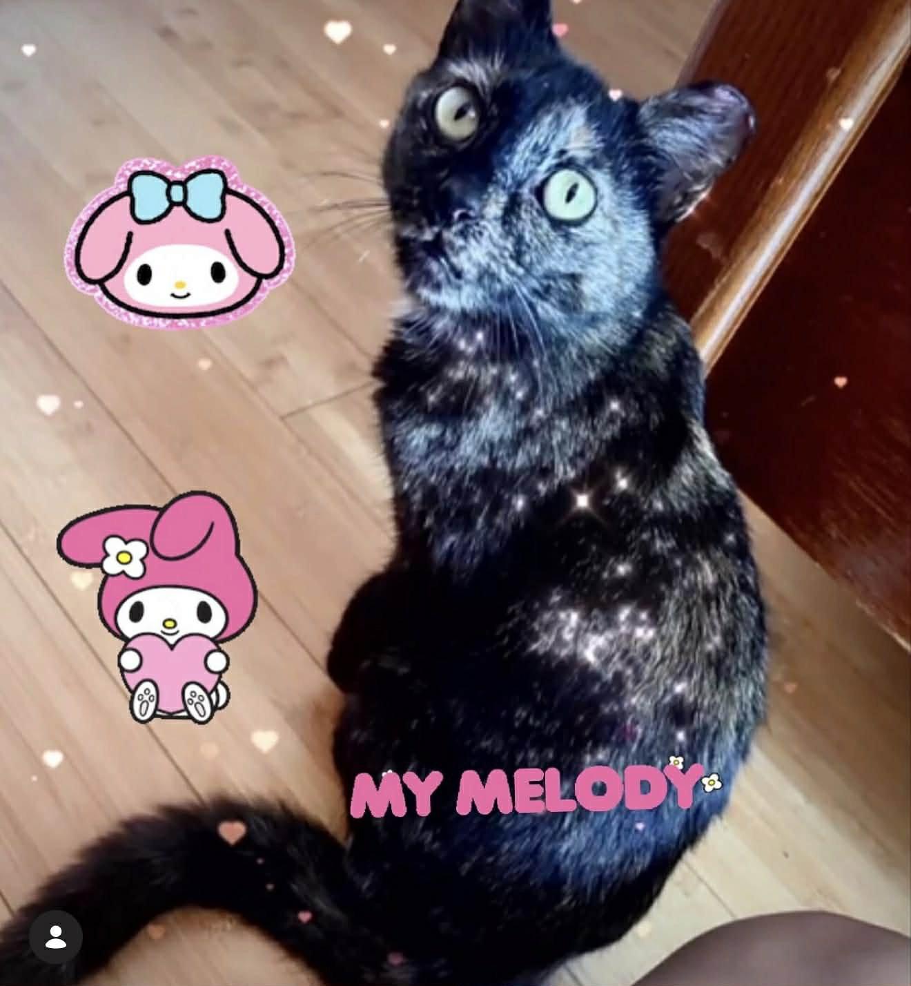 Enlarge Melody, a Adoptable Tortoiseshell in Charleston, SC image 3/3