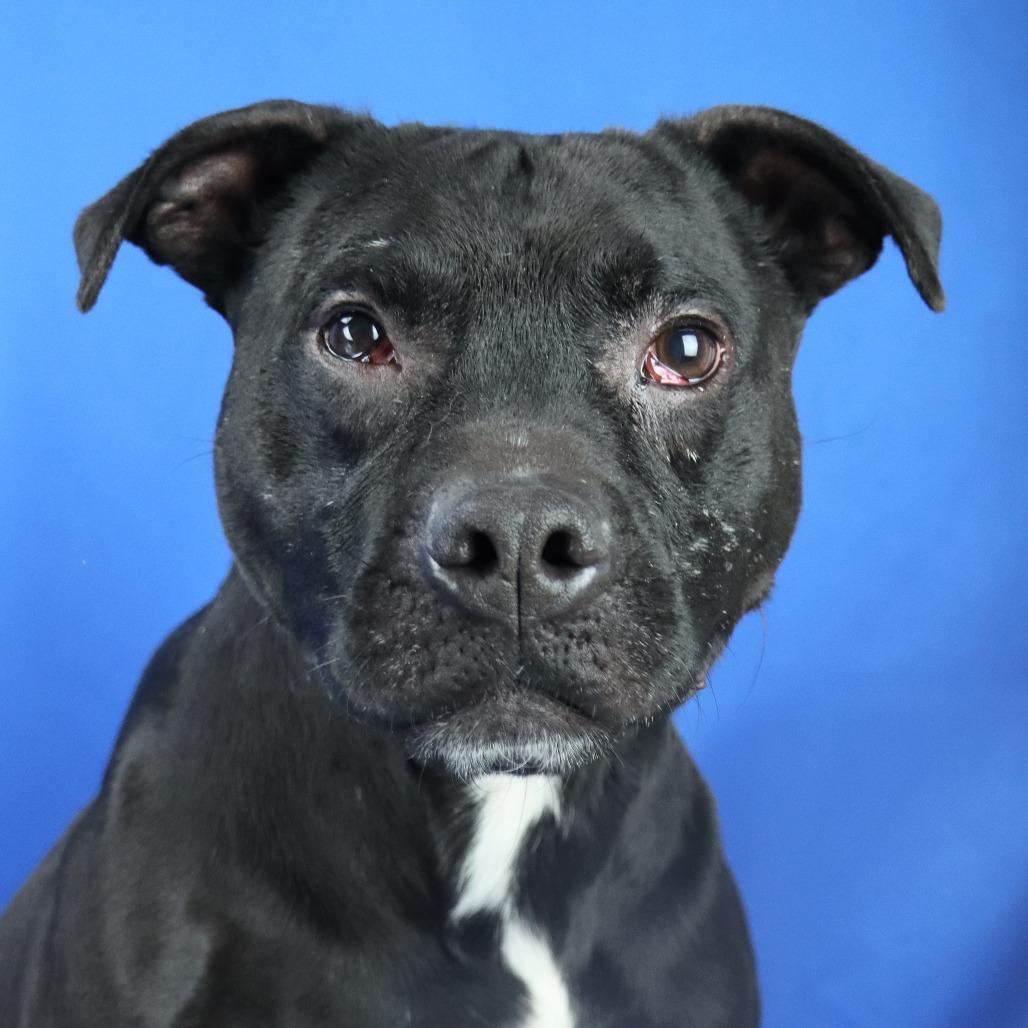 Enlarge Bronco - 060502T, a Adoptable mixed breed in Tupelo, MS image 2/3