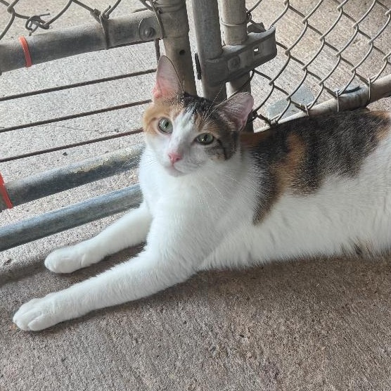 Enlarge Anna Banana, an adopted mixed breed in Ransomville, NY image 5/6