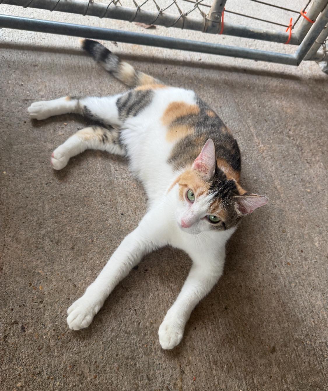 Enlarge Anna Banana, an adopted mixed breed in Ransomville, NY image 2/6