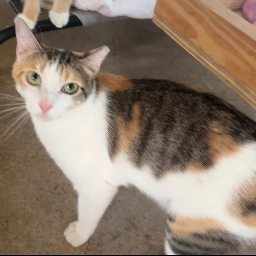 Enlarge Anna Banana, an adopted mixed breed in Ransomville, NY image 6/6