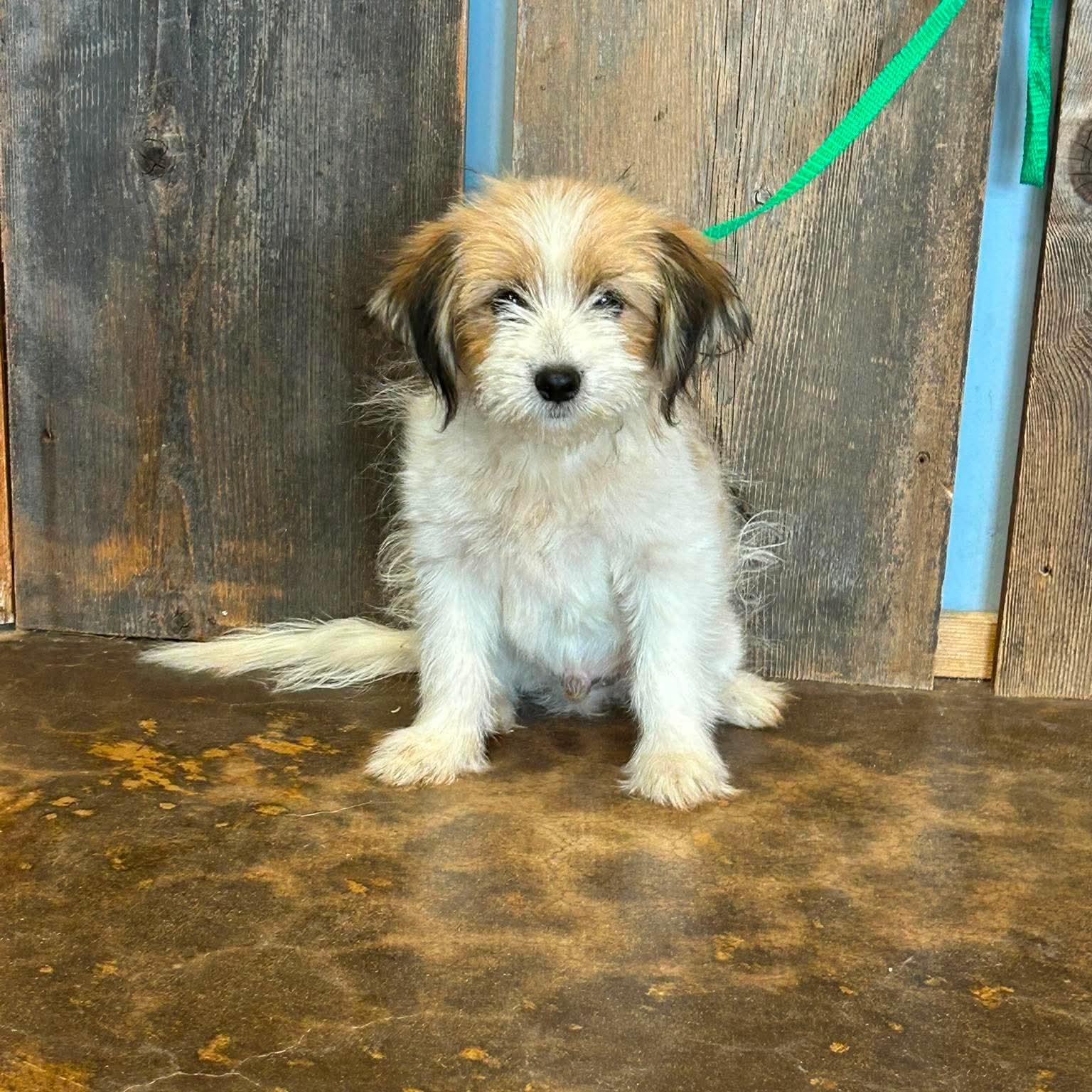 Enlarge DAWSON 425, a Adopted mixed breed in Milwaukee, WI image 2/2