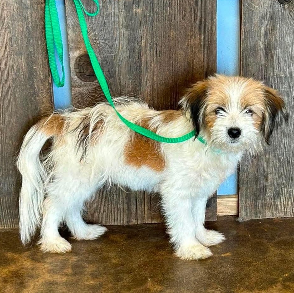 DAWSON 425, Adoptable, Young Male Terrier.