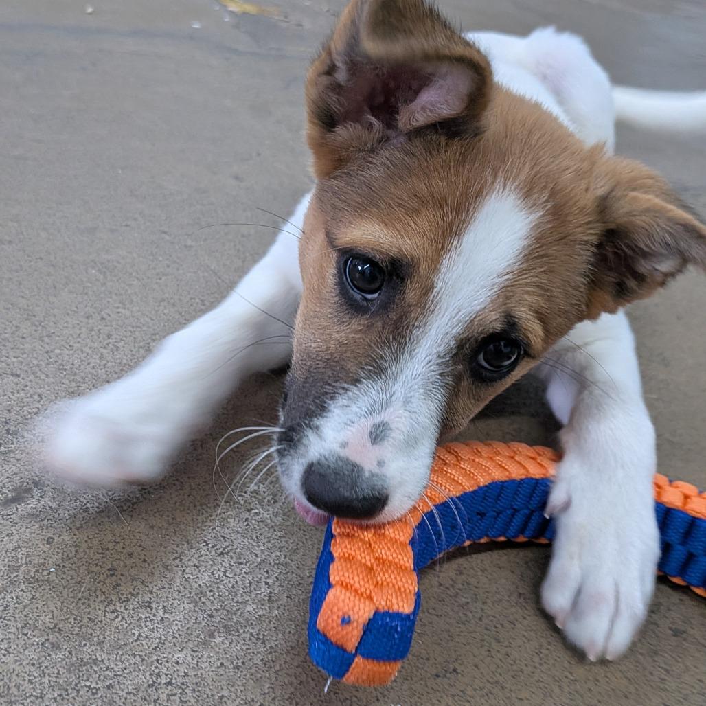 Queenies, a Adoptable Mixed Breed in Tulsa, OK image 1/6