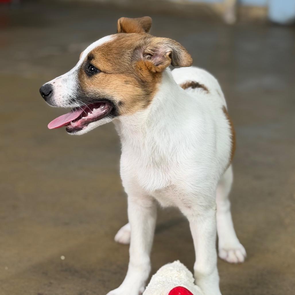 Queenies, a Adoptable Mixed Breed in Tulsa, OK image 2/6