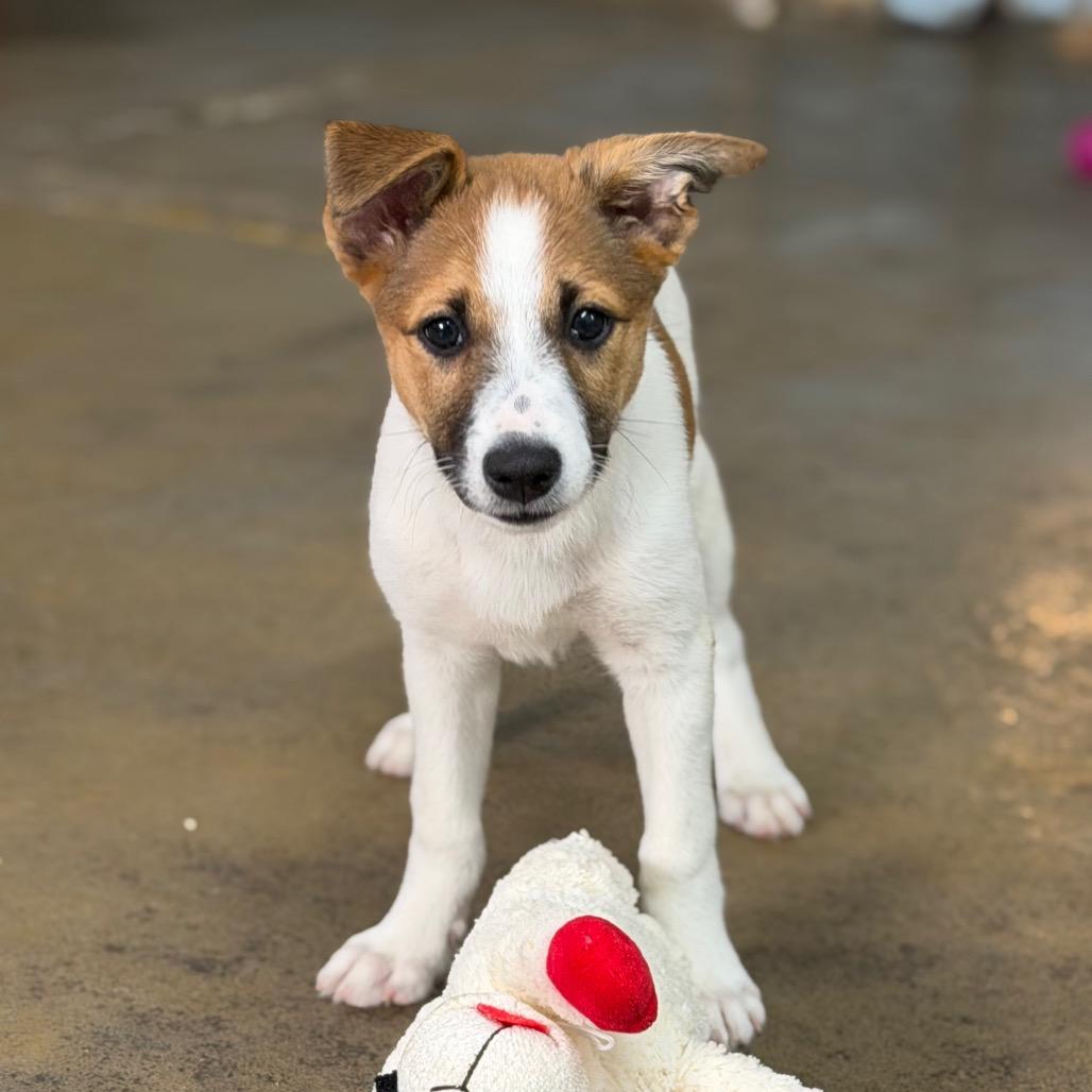 Queenies, a Adoptable Mixed Breed in Tulsa, OK image 3/6