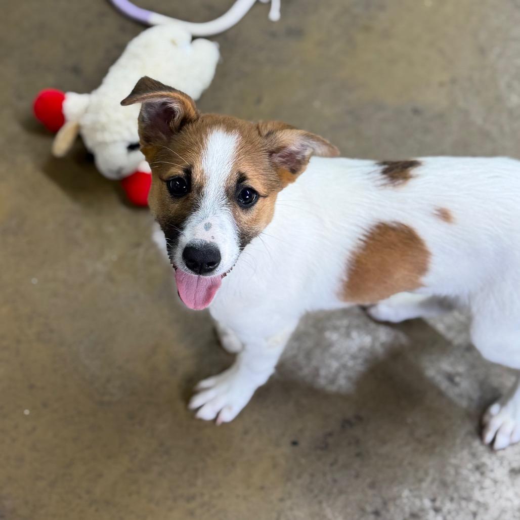 Queenies, a Adoptable Mixed Breed in Tulsa, OK image 4/6