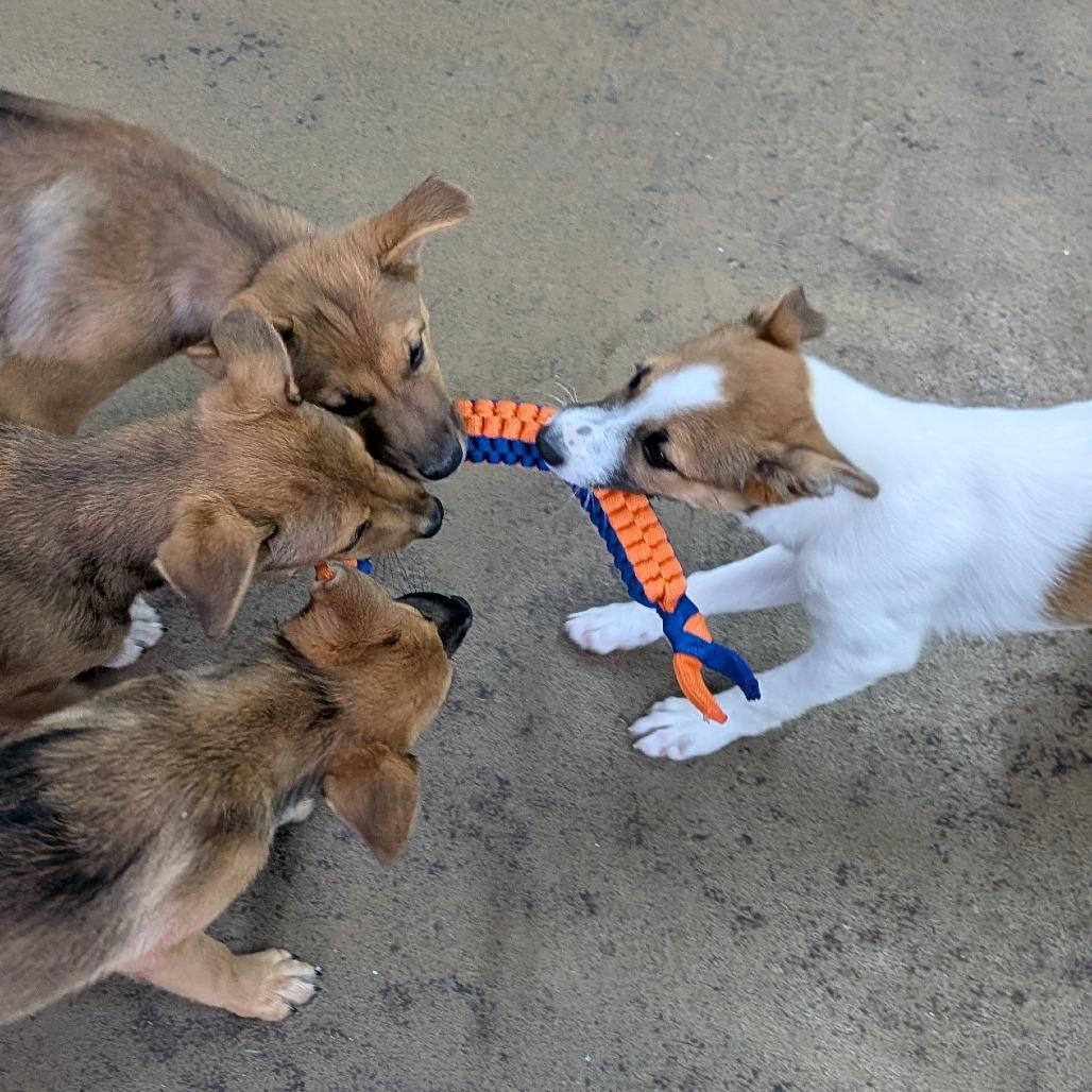 Queenies, a Adoptable Mixed Breed in Tulsa, OK image 5/6