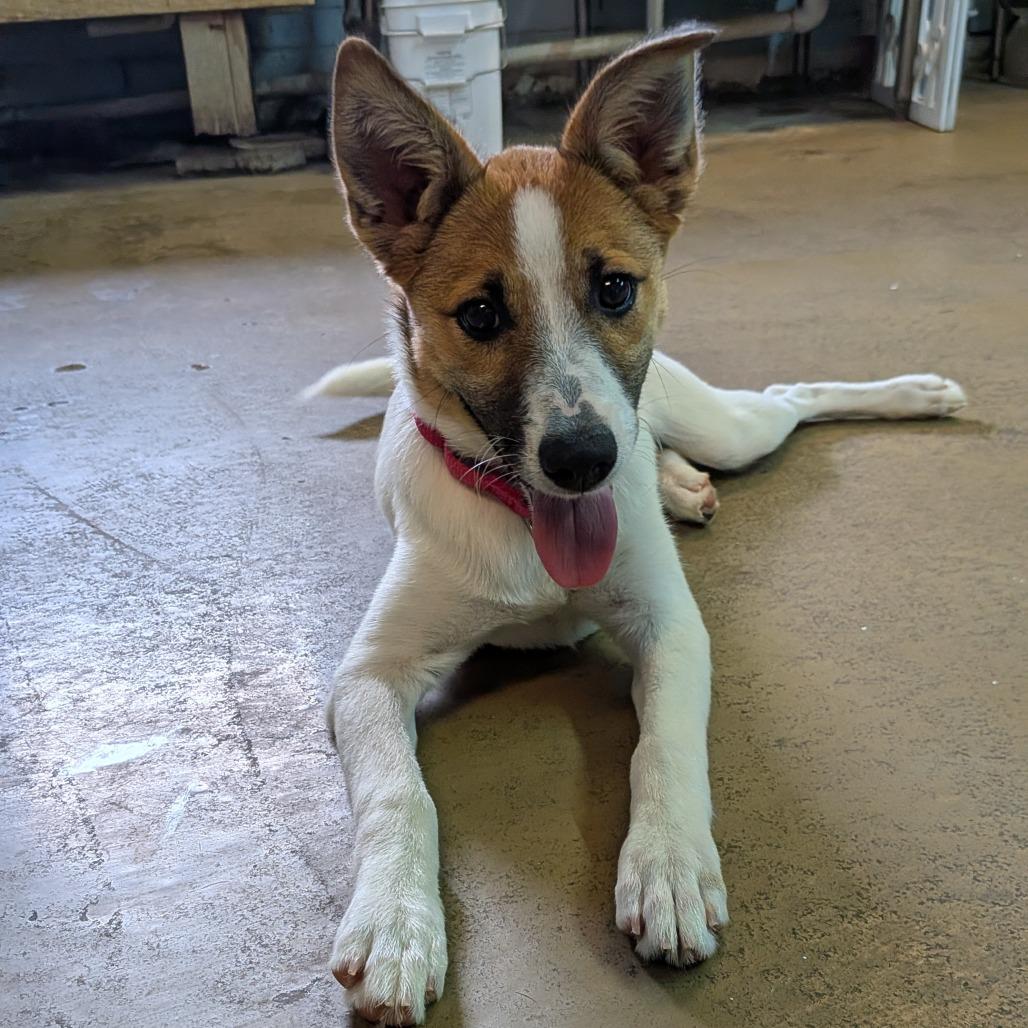 Queenies, a Adoptable Mixed Breed in Tulsa, OK image 6/6