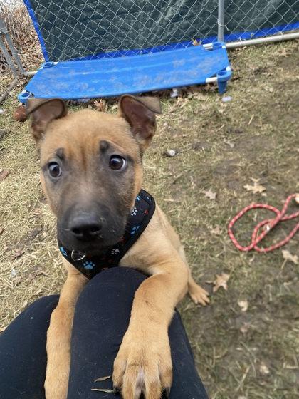 Grinch, Adoptable, Puppy Male German Shepherd Dog & Mixed Breed.
