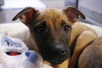 Enlarge Grinch, a Adoptable mixed breed in Hobart, IN image 2/3