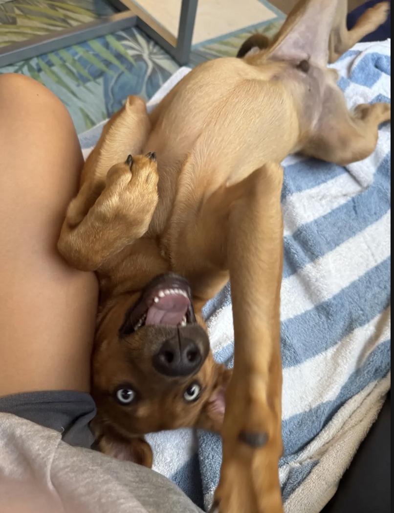 Enlarge Santi, a Adoptable mixed breed in Orlando, FL image 2/4