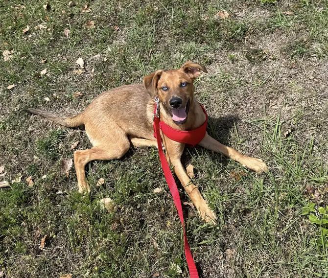 Enlarge Santi, a Adoptable mixed breed in Orlando, FL image 3/4