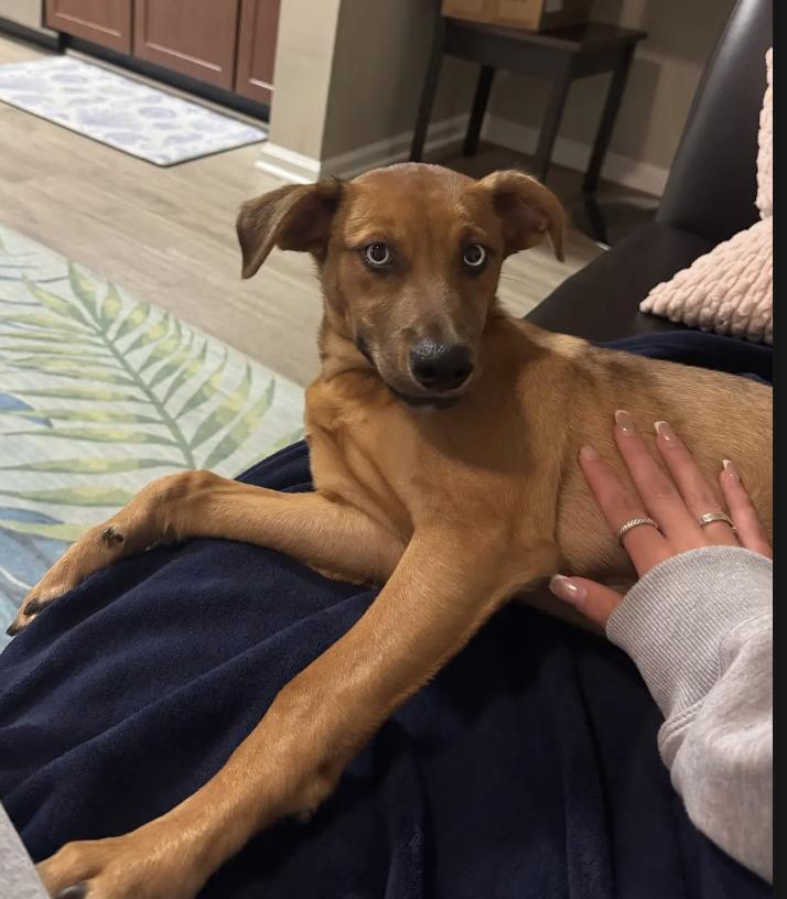 Santi, Adoptable, Puppy Female Shepherd.