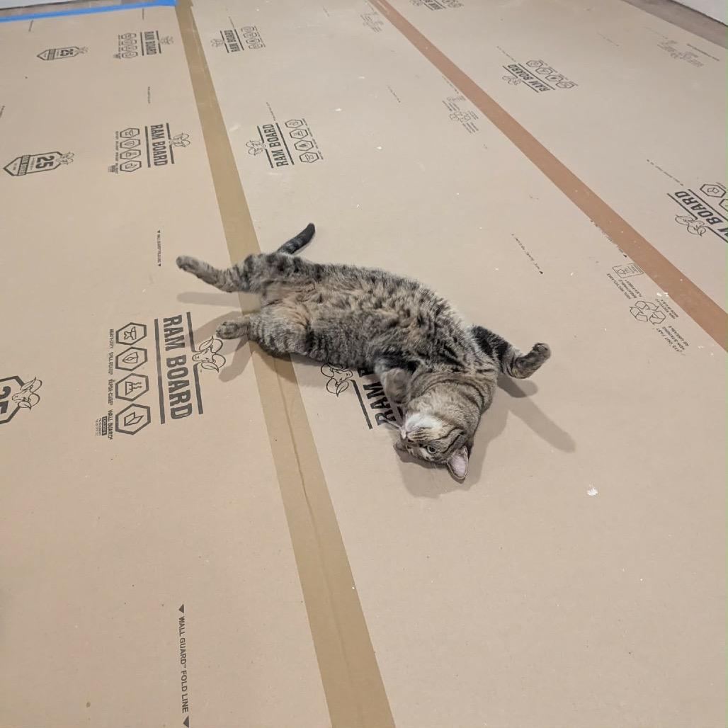 Enlarge Cedar, a Adoptable Domestic Short Hair in Sioux Falls, SD image 1/3