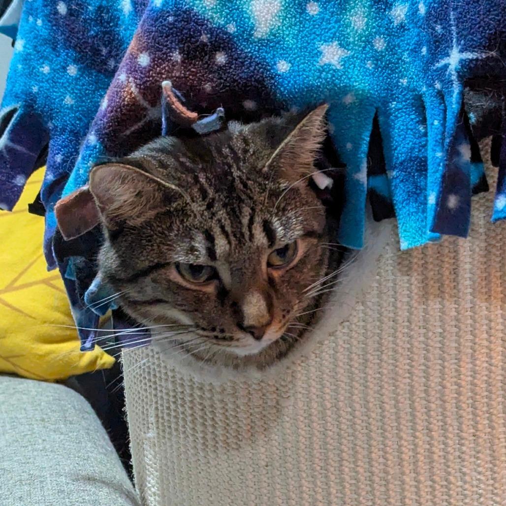 Enlarge Cedar, a Adoptable Domestic Short Hair in Sioux Falls, SD image 2/3