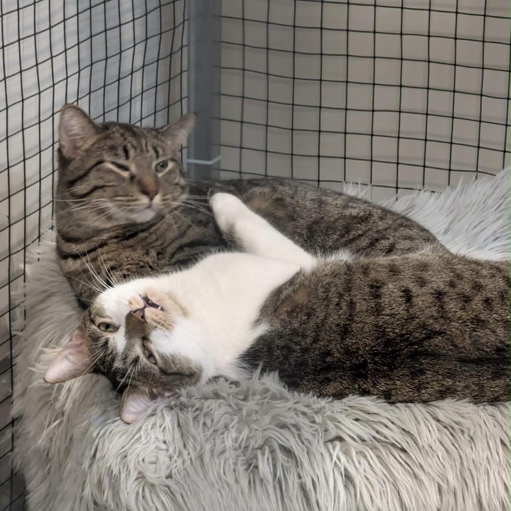 Enlarge Cedar, a Adoptable Domestic Short Hair in Sioux Falls, SD image 3/3