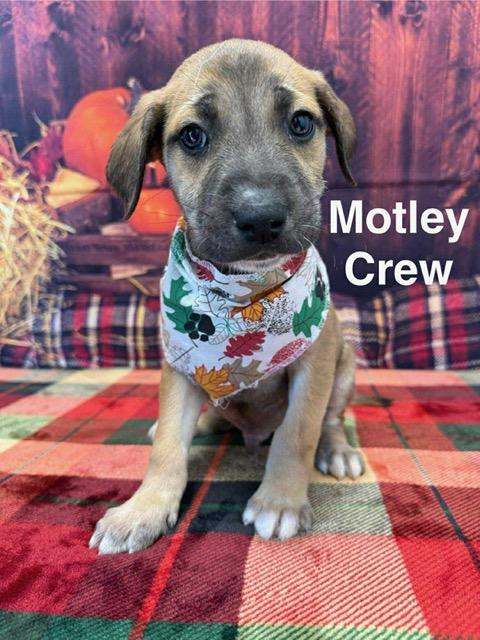 Motley Crew