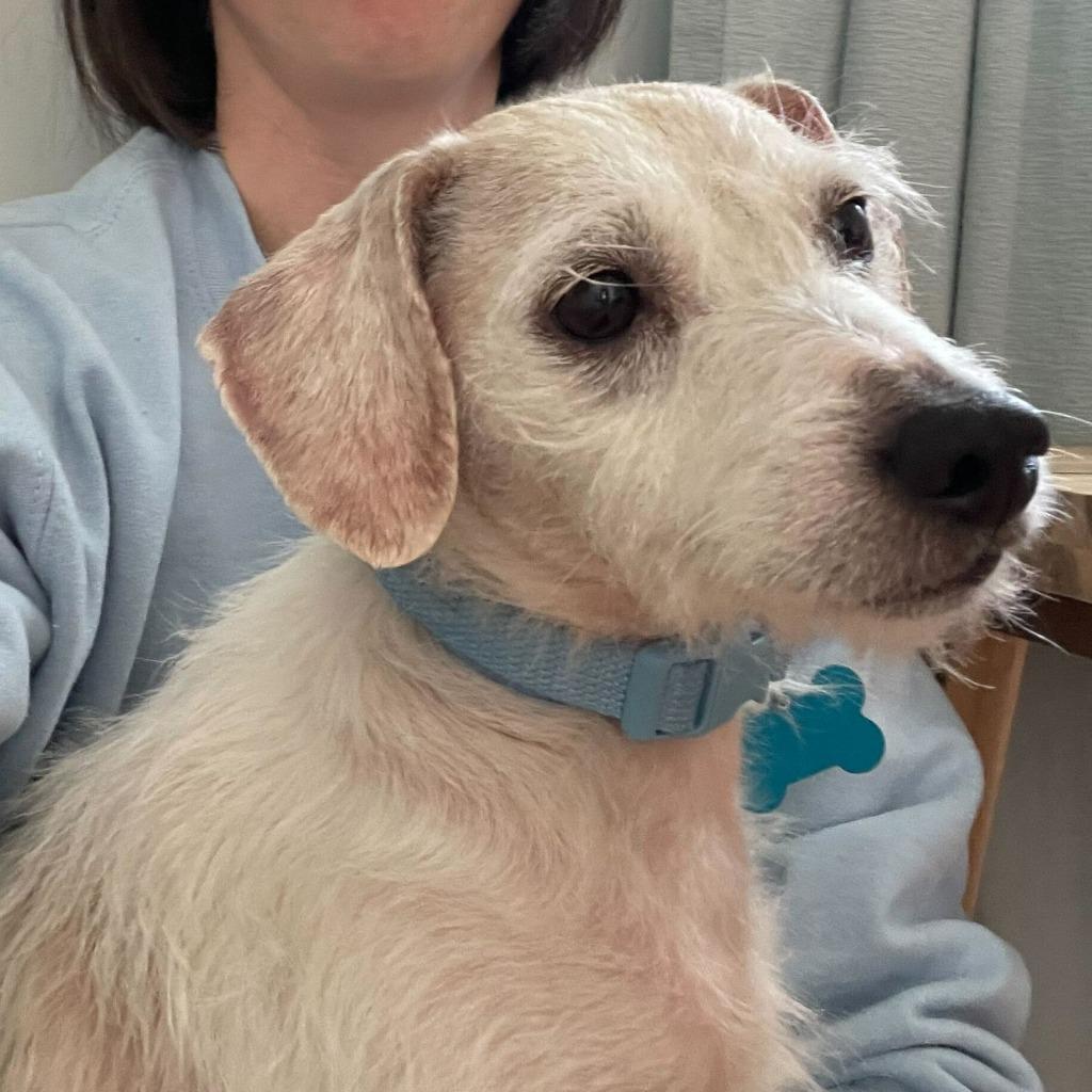 Enlarge Shrubby Stonecrop, a Adoptable Mixed Breed in State College, PA image 1/2
