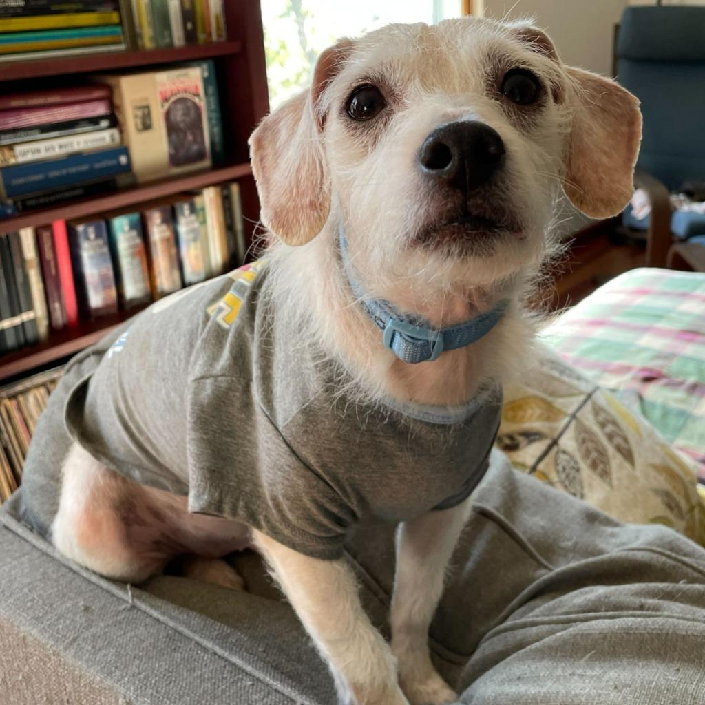 Enlarge Shrubby Stonecrop, a Adoptable Mixed Breed in State College, PA image 2/2