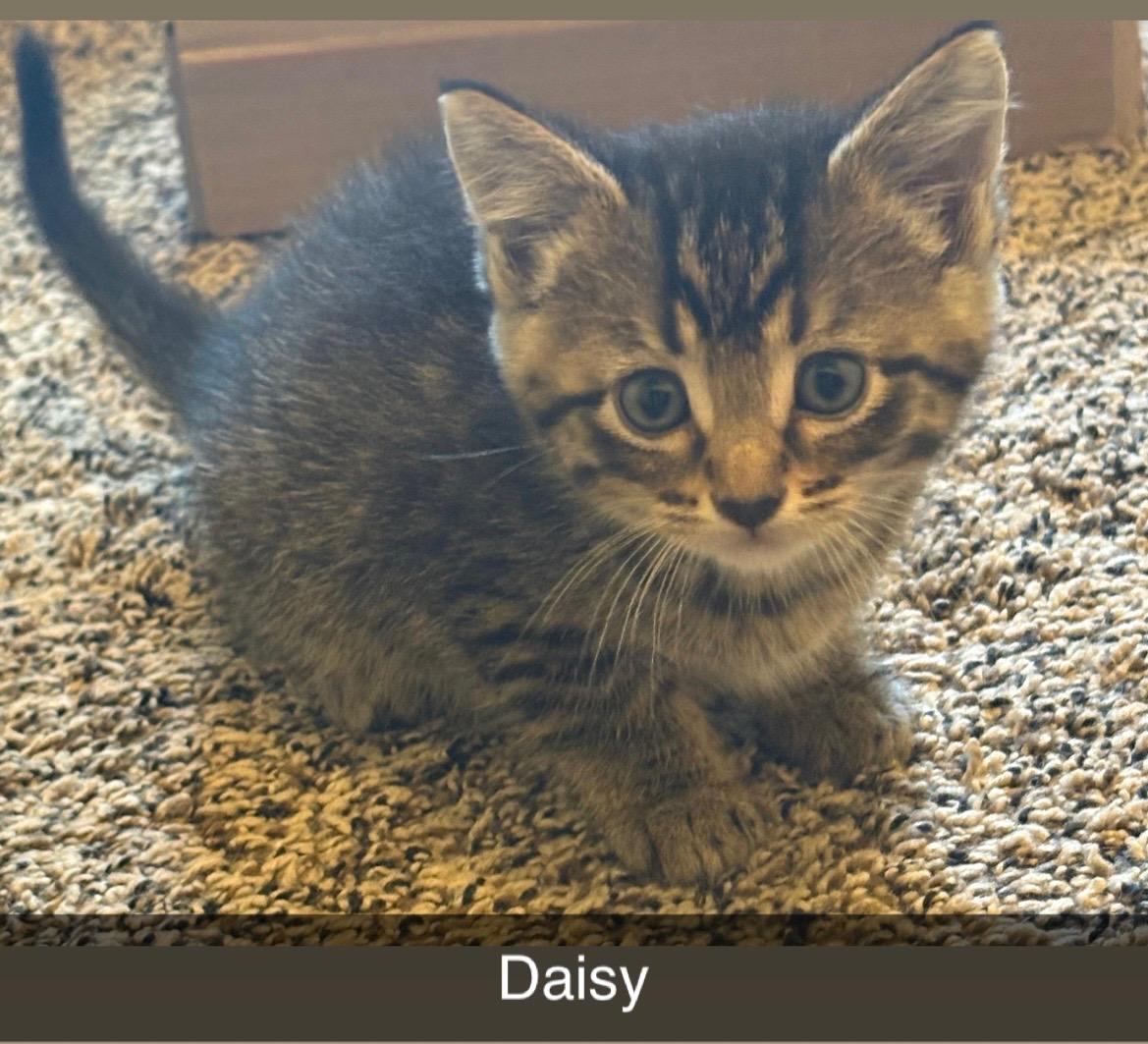 Daisy, Baby Female unknown