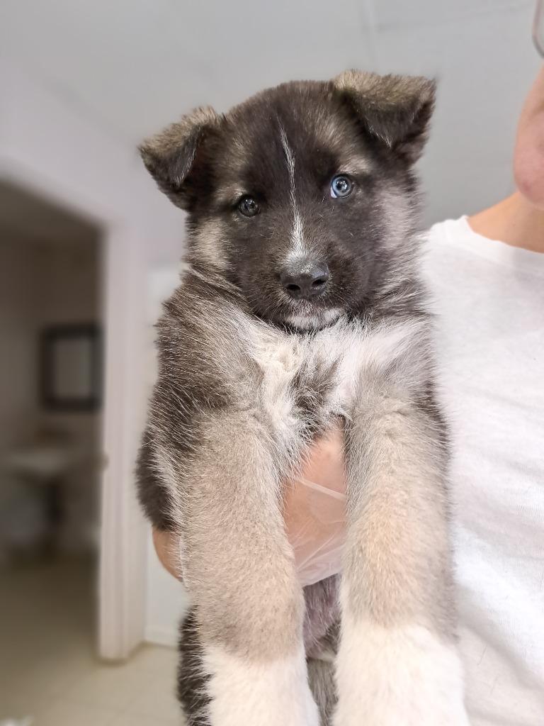 Ziggy, Adoptable, Puppy Male Husky & German Shepherd Dog.