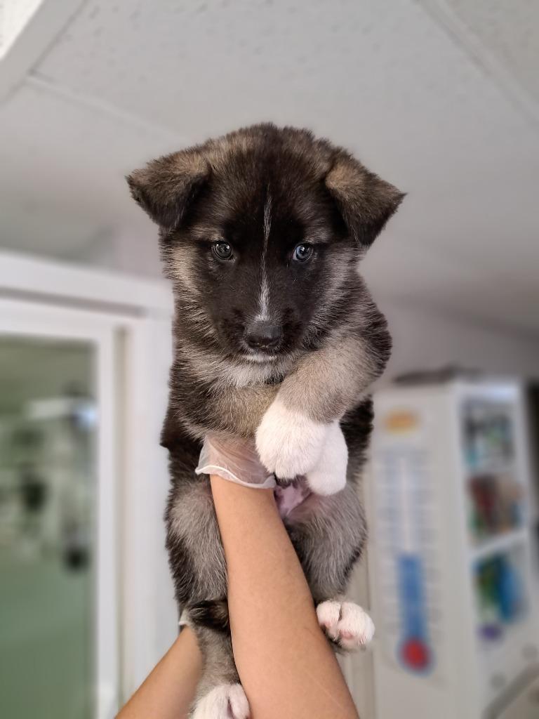 Ziggy, a Adoptable mixed breed in Lemoore, CA image 2/2