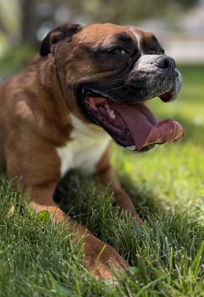Cleo, an adoptable English Bulldog, Boxer in Hamilton, MT, 59840 | Photo Image 2