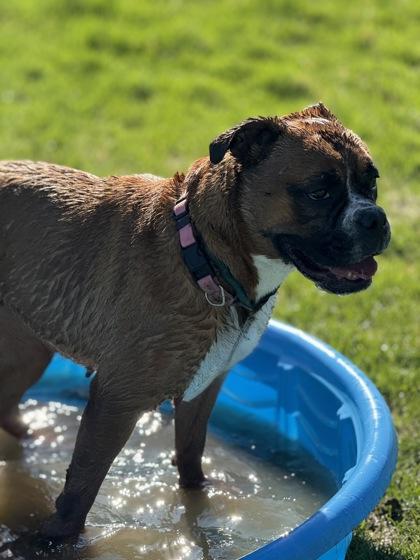 Cleo, an adoptable English Bulldog, Boxer in Hamilton, MT, 59840 | Photo Image 3